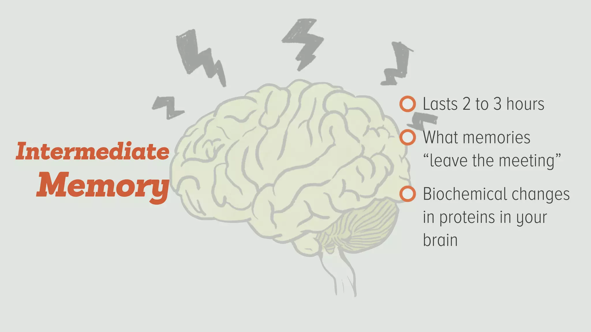 Lasts 2 to 3 hours
What memories
“leave the meeting”
Biochemical changes
in proteins in your
brain
Intermediate
Memory
 