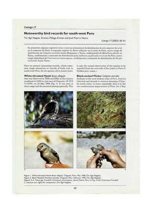 Noteworthy bird records for South West Peru