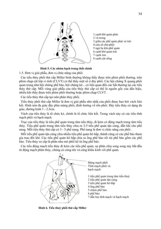 34
Hình 5. Các nhóm hạch trung thất chính
1.5. Đơn vị giải phẫu, đơn vị chức năng của phổi
Các tiểu thùy phổi thứ cấp Miller bình thường không thấy được trên phim phổi thường, trên
phim chụp căt lớp vi tính (CLVT) có thể thấy một số ở đáy phổi. Các hội chứng X quang phổi
quan trọng như hội chứng phế bào, hội chứng kẽ... có liên quan đến các bất thường tại các tiểu
thùy thứ cấp. Mỗi vùng giải phẫu của tiểu thùy thứ cấp có thể là nguồn gốc của dấu hiệu,
nhiều khi thấy được trên phim phổi thường hoặc phim chụp CLVT.
Các tiểu thùy thứ cấp tạo nên phân thùy phổi.
Tiểu thùy phổi thứ cấp Miller là đơn vị giải phẫu nhỏ nhất của phổi được bao bởi vách liên
kết. Hình nón đa giác đáy phía màng phổi, đỉnh hướng về rốn phổi. Đáy tiểu thùy có dạng đa
giác, đường kính 1 - 2,5cm.
Vách của tiểu thùy là tổ chức kẻ, chính là tổ chức liên kết. Trong vách này có các tiểu tĩnh
mạch phổi và bạch mạch.
Trục của tiểu thùy là tiểu phế quản trung tâm tiểu thùy, đi kèm có động mạch trung tâm tiểu
thùy. Tiểu phế quản trung tâm tiểu thùy chia ra 3-5 tiểu phế quản tận cùng, dẫn khí cho phế
nang. Mỗi tiểu thùy thứ cấp có 3 - 5 phế nang. Phế nang là đơn vị chức năng của phổi .
Mỗi tiểu phế quản tận cùng chia nhiều tiểu phế quản hô hấp, thành cũng có các phế bào tham
gia trao đổi khí. Các tiểu phế quản hô hấp chia ra ống phế bào rồi túi phế bào gồm các phế
bào. Tiểu thùy sơ cấp là phần nhu mô phổi kể từ ống phế bào.
Các tiểu động mạch tiểu thùy đi kèm các tiểu phế quản, sự phân chia song song này bắt đầu
từ động mạch phân thùy, chúng có cùng tên và cùng khẩu kính với phế quản.
Hình 6. Tiểu thuỳ phổi thứ cấp Miller
1 tiểu phế quản trung tâm tiểu thuỳ
2 tiểu phế quản tận cùng
3 tiểu phế quản hô hấp
4 ống phế bào
5 chùm phế bào
6 phế bào
7 dẫn lưu tĩnh mạch và bạch mạch
1 cạnh khí quản phải
2 vú trong
3 giữa các phế quản phải và trái
4 cửa sổ chủ-phổi
5 ngả ba khí-phế quản
6 cạnh khí quản trái
7 cạnh tim
8 cạnh cột sống
Động mạch phổi
Tĩnh mạch phổi và
bạch mạch
 