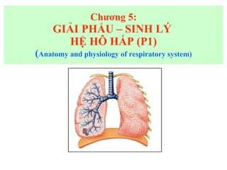 Chương 5: GIẢI PHẨU – SINH LÝ  HỆ HÔ HẤP (P1) ( Anatomy and physiology of respiratory system) 