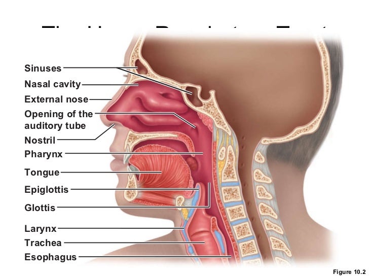 Which Organ Is A Passageway For Air And Food Which Organ Is A Passageway For Air And Food