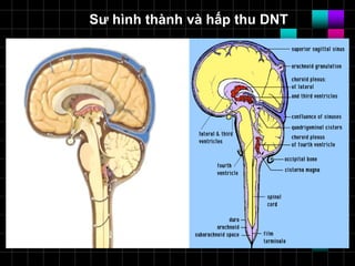 Sư hình thành và hấp thu DNT
 