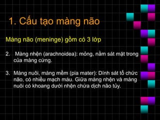 1. Cấu tạo màng não
Màng não (meninge) gồm có 3 lớp
2. Màng nhện (arachnoidea): mỏng, nằm sát mặt trong
của màng cứng.
3. Màng nuôi, màng mềm (pia mater): Dính sát tổ chức
não, có nhiều mạch máu. Giữa màng nhện và màng
nuôi có khoang dưới nhện chứa dịch não tủy.
 