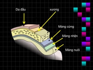 xươngDa đầu
Màng cứng
Màng nhện
Màng nuôi
 