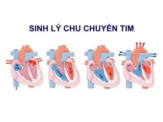 SINH LÝ CHU CHUYỂN TIM
 