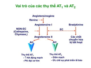 Angiotensinogène
Angiotensine I
Angiotensine II
Thụ thể AT1
- HA động mạch
- Phì đại cơ tim
AII
NON-EC
(Cathepsine,
Chymase,)
Bradykinine
Các chất
chuyển hóa
bị bất hoạt
Thụ thể AT2
- Giãn mạch
- Ức chế sự phát triển tế bào
AII
Vai trò của các thụ thể AT1 và AT2
EC
Rénine
 
