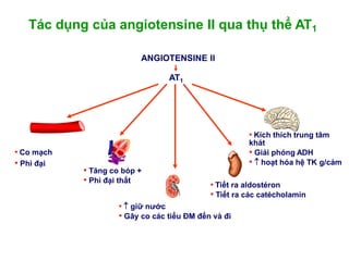 • Co mạch
• Phì đại
• Tăng co bóp +
• Phì đại thất
•  giữ nƣớc
• Gây co các tiểu ĐM đến và đi
• Tiết ra aldostéron
• Tiết ra các catécholamin
• Kích thích trung tâm
khát
• Giải phóng ADH
•  hoạt hóa hệ TK g/cảm
AT1
ANGIOTENSINE II
Tác dụng của angiotensine II qua thụ thể AT1
 