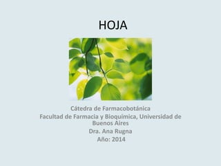 HOJA 
Cátedra de Farmacobotánica 
Facultad de Farmacia y Bioquímica, Universidad de 
Buenos Aires 
Dra. Ana Rugna 
Año: 2014 
 