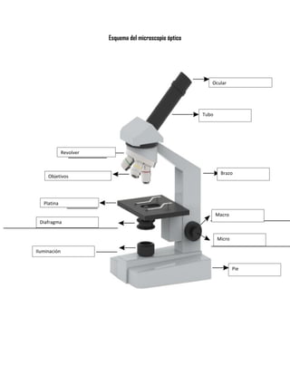Esquema del microscopio óptico
Ocular
Tubo
Revolver
Objetivos
Platina
Diafragma
Iluminación
Brazo
Macro
Micro
Pie
 