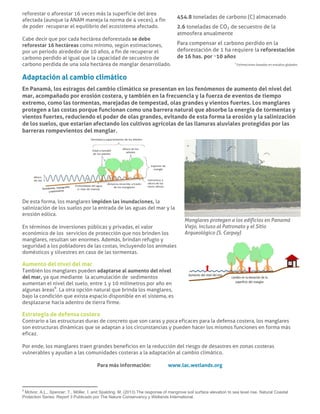 Adaptación al cambio climático
En Panamá, los estragos del cambio climático se presentan en los fenómenos de aumento del nivel del
mar, acompañado por erosión costera, y también en la frecuencia y la fuerza de eventos de tiempo
extremo, como las tormentas, marejadas de tempestad, olas grandes y vientos fuertes. Los manglares
protegen a las costas porque funcionan como una barrera natural que absorbe la energía de tormentas y
vientos fuertes, reduciendo el poder de olas grandes, evitando de esta forma la erosión y la salinización
de los suelos, que estarían afectando los cultivos agrícolas de las llanuras aluviales protegidas por las
barreras rompevientos del manglar.
De esta forma, los manglares impiden las inundaciones, la
salinización de los suelos por la entrada de las aguas del mar y la
erosión eólica.
En términos de inversiones públicas y privadas, el valor
económico de los servicios de protección que nos brinden los
manglares, resultan ser enormes. Además, brindan refugio y
seguridad a los pobladores de las costas, incluyendo los animales
domésticos y silvestres en caso de las tormentas.
Aumento del nivel del mar
También los manglares pueden adaptarse al aumento del nivel
del mar, ya que mediante la acumulación de sedimentos
aumentan el nivel del suelo, entre 1 y 10 milímetros por año en
algunas áreas6
. La otra opción natural que brinda los manglares,
bajo la condición que exista espacio disponible en el sistema, es
desplazarse hacia adentro de tierra firme.
Manglares protegen a los edificios en Panamá
Viejo, incluso al Patronato y el Sitio
Arqueológico (S. Carpay)
Estrategia de defensa costera
Contrario a las estructuras duras de concreto que son caras y poca eficaces para la defensa costera, los manglares
son estructuras dinámicas que se adaptan a los circunstancias y pueden hacer los mismos funciones en forma más
eficaz.
Por ende, los manglares traen grandes beneficios en la reducción del riesgo de desastres en zonas costeras
vulnerables y ayudan a las comunidades costeras a la adaptación al cambio climático.
Para más información: www.lac.wetlands.org
                                                            
6
McIvor, A.L., Spencer, T., Möller, I. and Spalding. M. (2013) The response of mangrove soil surface elevation to sea level rise. Natural Coastal
Protection Series: Report 3 Publicado por The Nature Conservancy y Wetlands International.
reforestar o aforestar 16 veces más la superficie del área
afectada (aunque la ANAM maneja la norma de 4 veces), a fin
de poder recuperar el equilibrio del ecosistema afectado.
Cabe decir que por cada hectárea deforestada se debe
reforestar 16 hectáreas como mínimo, según estimaciones,
por un periodo alrededor de 10 años, a fin de recuperar el
carbono perdido al igual que la capacidad de secuestro de
carbono perdida de una sola hectárea de manglar desarrollado.
454.8 toneladas de carbono (C) almacenado
2.6 toneladas de CO2 de secuestro de la
atmosfera anualmente
Para compensar el carbono perdido en la
deforestación de 1 ha requiere la reforestación
de 16 has. por ~10 años
1
Estimaciones basadas en estudios globales
 