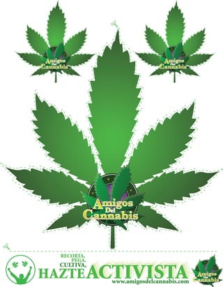 www.amigosdelcannabis.com
 