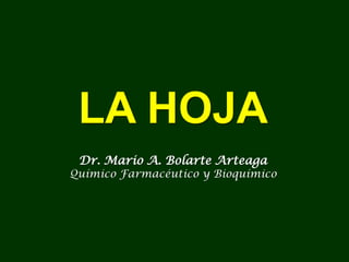 LA HOJA
 Dr. Mario A. Bolarte Arteaga
Químico Farmacéutico y Bioquímico
 