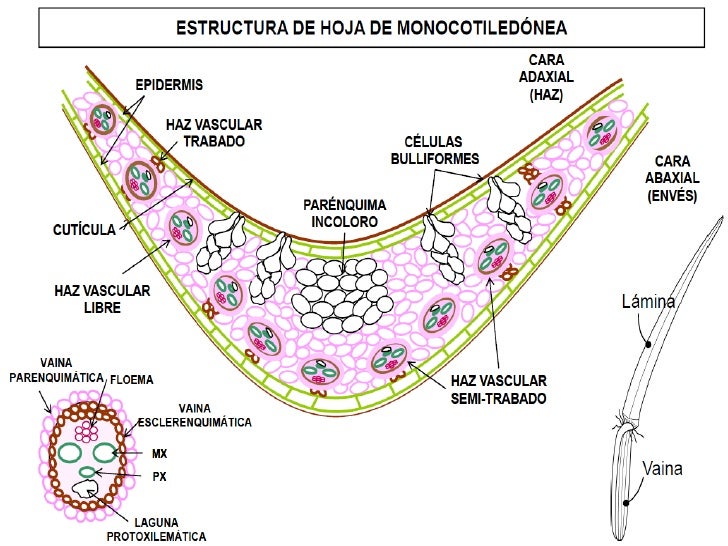 Resultado de imagen para partes de una hoja monocotiledonea