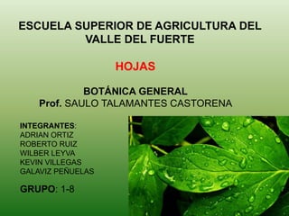 ESCUELA SUPERIOR DE AGRICULTURA DEL
VALLE DEL FUERTE

HOJAS
BOTÁNICA GENERAL
Prof. SAULO TALAMANTES CASTORENA
INTEGRANTES:
ADRIAN ORTIZ
ROBERTO RUIZ
WILBER LEYVA
KEVIN VILLEGAS
GALAVIZ PEÑUELAS

GRUPO: 1-8

 