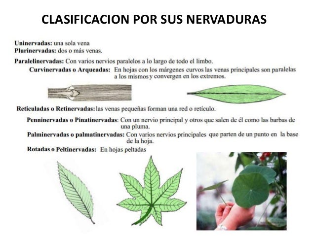 Hojas
