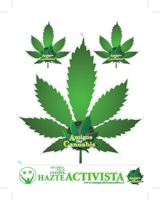 www.amigosdelcannabis.cl
 