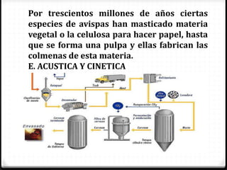 Por trescientos millones de años ciertas
especies de avispas han masticado materia
vegetal o la celulosa para hacer papel, hasta
que se forma una pulpa y ellas fabrican las
colmenas de esta materia.
E. ACUSTICA Y CINETICA
 
