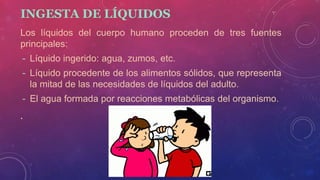 INGESTA DE LÍQUIDOS
Los líquidos del cuerpo humano proceden de tres fuentes
principales:
- Líquido ingerido: agua, zumos, etc.
- Líquido procedente de los alimentos sólidos, que representa
la mitad de las necesidades de líquidos del adulto.
- El agua formada por reacciones metabólicas del organismo.
.
 