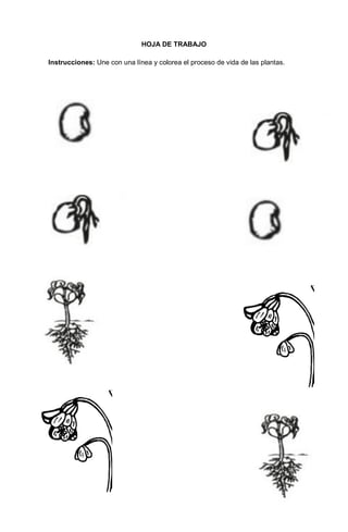 164
HOJA DE TRABAJO
Instrucciones: Une con una línea y colorea el proceso de vida de las plantas.
 