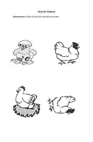 227
HOJA DE TRABAJO
Instrucciones: Colore el ciclo de la vida de los animales.
 
