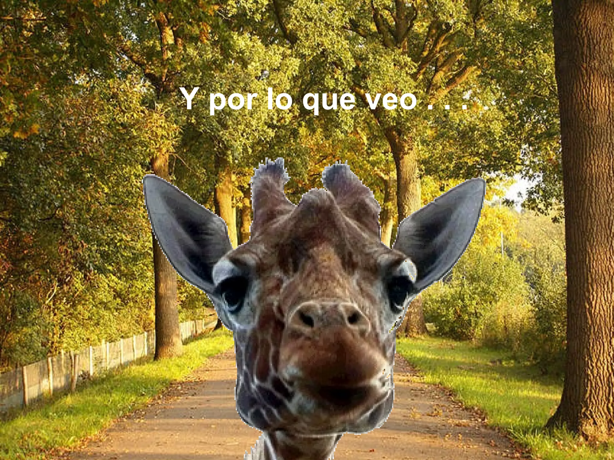 Y por lo que veo . . .