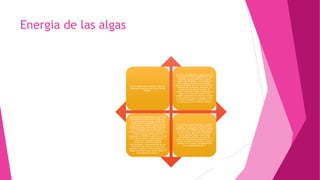 Energia de las algas
Esta energía esta en proceso y aquí les
tenemos los avances sobre este tipo de
energía .
El reto de la producción a gran escala de
microalgas con fines energéticos ha sido
asumido a escala global por un gran
número de empresas, y los avances en
este campo se producen con rapidez.
Algunos ejemplos son el reciente anuncio,
realizado por la empresa Solazyme, de
producción del primer keroseno de
aviación producido a partir de biomasa de
algas; la iniciativa del Carbon Trust
británico destinando 26 millones de libras
al desarrollo de estas tecnologías o bien
el interés del DARPA norteamericano en
las aplicaciones en el ámbito militar.6
Actualmente, el desarrollo en España de
tecnologías de producción de algas para
su uso energético empieza a salir del
ámbito de la investigación pura con el
anuncio de la puesta en marcha de las
primeras plantas comerciales. Estas son
las de Muchamiel, que promueve la
empresa alicantina BFS con el objetivo de
producir energía eléctrica en una
instalación de 30 MW de potencia, y la de
Jerez de la Frontera, donde Aurantia, a
través de la sociedad Celulosa
Investment, pretende producir
biocarburantes y otros productos en una
instalación que serviría a la vez como
sumidero de parte del CO2 emitido por la
fábrica de cemento que Holcim tiene en
esa localidad andaluza.7
Un analista de Mora Asociates, Leonard
Wagner, nos dice que la producción de
aceites de microalgas por área se estima
que varía entre 5,000 a 20,000 galones
por acre al año, que si lo comparamos
con el siguiente mejor cultivo para
producción de aceites, el aceite de
palma, las microalgas producen de 7 a 31
mayor cantidad de aceite que lo que se
produce con la palma, 635 galones por
acre aproximadamente.8
 