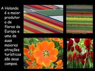 A Holanda é a maior produtora de flores da Europa e uma de suas maiores atrações turísticas são seus campos.  