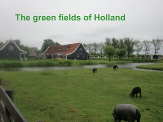 The green fields of Holland
 
