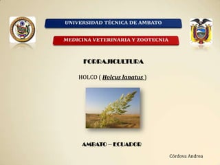 FORRAJICULTURA
HOLCO ( Holcus lanatus )

AMBATO – ECUADOR
Córdova Andrea

 