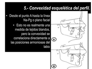 5.- Convexidad esquelética del perfil.
• Desde el punto A hasta la línea
              Na-Pg o plano facial
     • Esto no es realmente una
       medida de tejidos blandos,
            pero la convexidad se
      correlaciona directamente a
   las posiciones armoniosas del
                             labio
 