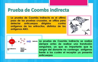  La prueba de Coombs indirecta es el ultimo 
paso de las pruebas cruzadas, se utiliza para 
detectar anticuerpos dirigidos contra 
antígenos de los eritrocitos, distintos de los 
antígenos ABO. 
La prueba de Coombs indirecta se realiza 
siempre antes de realizar una transfusión 
sanguínea, ya que es importante que la 
sangre del donante no contenga antígenos 
frente a los cuales el receptor ya presenta 
anticuerpos 
 