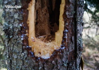 Vilda djur
Wildlife




26
 