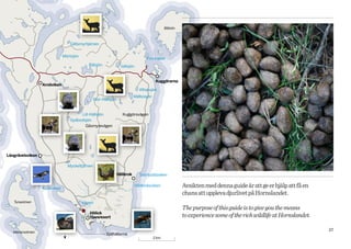 Bålsön



                                  Gållsmyrtjärnen


                               Mörtsjön
                                                                                Finnhamn
                                             Bålsjön           Vallsjön


                                                                                     Kuggörarna
                  Arnöviken
                                                                            Aftonsjön
                                                                       Mälbosjön
                                               Stor-Hällsjön


                                       Lill-Hällsjön            Kuggörsvägen
                                  Sydbodsjön
                                         Gåsmyrevägen




Långrävelsviken

                                 Myckeltjärnen

                                                            Hällkrok        Svartuddsviken


                  Kolarviken
                                                                          Hällkroksviken            Avsikten med denna guide är att ge er hjälp att få en
                                                                                                    chans att uppleva djurlivet på Hornslandet.
   Tunaolmen                              Vågen
                                                                                                    The purpose of this guide is to give you the means
                                             Hölick
                                             Havsresort                                             to experience some of the rich wildlife at Hornslandet.

   Idenorsolmen
                                                                                                                                                              27
                                                       Själhällorna
                                                                                   2 km
 