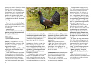 America and parts of Africa. It is totally                                                                                              During courting season, they use
absent in the deserts and the Arctic                                                                                                 three different sounds: Clicks, similar
zone. There are fewer than 700 territo-                                                                                              to the sound of sticks being beaten
ries in Sweden. More recently, the eagle                                                                                             against each other. The clicks are re-
slowly re-established itself primarily                                                                                               peated 8–10 times at an accelerated
inland off the northern coast. Most of                                                                                               pace. This is followed by the sip, simi-
the species are between 65–100 cm, with                                                                                              lar to a cork being pulled out of a bottle.
a wingspan of 150–240 cm, and weigh                                                                                                  In calm weather, the sip sound can be
2.5 to 7 kg.                                                                                                                         heard from 100–150 meters. Finally
                                                                                                                                     there is a sound similar to the hissing
• Where: You can see the Golden Eagle                                                                                                of a scythe being sharpened.
moving from the island Olmen up Lapp-                                                                                                   The black grouse nests through all
moberget. A good vantage point is Lång­                                                                                              of Sweden, from the southern tip to
gravelsberget.                                                                                                                       the birch-clad mountains in the north.
• When: Whenever.                                                                                                                    Early in the spring, blackcocks par-
                                                                                                             Tjäder / Capercaillie
• How: From hiking trails around Lapp-                                                                                               ticipate in a fascinating territorial
moberget and from the lookout point at                                                                                               and breeding display known as a lek
the long-Gravel Mountain.                    av en kork som dras ur en flaska. Slut­    och breder ut stjärten. Häftiga strider      (from the Swedish leka – play). Before
                                             ligen kommer sisningarna som liknar        utkämpas ofta mellan tupparna under          the sunrise, the lek takes place on the
Tjäder & Orre                                det väsande ljudet av en lie som slipas.   leken. Även hönorna infinner sig på          ground.
Capercaillie & Black Grouse                  Av dessa ljud hörs klunken bäst, i         lekplatsen, men de håller sig mera i            At sunrise, the cocks then continue
                                             lugnt väder upp till 100–150 meter.        skymundan.                                   their lek in the trees. They coo, strut,
Tjädern är en mycket stor och tung                                                      • Var: Gåsmyren, Storsjömyren.               fan out their tails, spread their wings
hönsfågel som liknar orren, men skiljs       Orren häckar allmänt i Sverige från        • När: Mars till maj i tidig gryning.        slightly and inflate the wattles above
från denna genom större storlek och          Skåne till långt upp i Lappland och        • Hur: Man bör vara tyst och ha neu­         their eyes. Heavy battles are often
den rundade stjärten.                        går på fjällsluttningarna upp i björk­     trala kläder. Hitta en plats där det         fought. The hens are also present dur-
   Tjädern är vanligtvis tystlåten under     regionen. Tidigt på våren börjar orren     brukar finnas orre eller tjäder och sätt     ing the lek, but stay in the shadows.
året förutom på våren när de spelar          sin lek, som före soluppgången hålls       er tyst och vänta.                           • Where: Gåsmyren, Storsjö bog.
inför häckningen.                            på marken (till exempel på mossar,                                                      • When: March to May in the early
   Under spelet urskiljs tre olika läten:    frusna kärr eller sjöar).                  Capercaillie is a very large and heavy       dawn.
Knäppningarna, som liknar det ljud              I soluppgången flyger tupparna upp      bird chicken, simular to the black           • How: Be silent and wear neutral
som uppkommer när tunna träpinnar            i träden och spelar även där. Under        grouse, but separated from it by a           clothing. Find a place where there tends
slås mot varandra. Dessa upprepas            spelet blåser och kuttrar de, springer     larger size and a rounded tail.              to be black grouse or capercaillie and
8–10 gånger i allt hastigare takt. Där­      omkring och hoppar om varandra, lå­           Capercaillie is usually quiet except      sit quietly and wait.
efter följer klunken, som liknar ljudet      ter vingarna hänga ned och reser upp       in the spring when they mate.

32
 