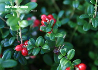 Bär och svamp
Berries and mushrooms




34
 