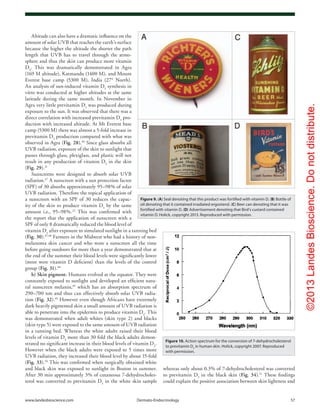 ©2013LandesBioscience.Donotdistribute.
www.landesbioscience.com	Dermato-Endocrinology	 57
whereas only about 0.3% of 7-dehydrocholesterol was converted
to previtamin D3
in the black skin (Fig. 34).51
These findings
could explain the positive association between skin lightness and
Altitude can also have a dramatic influence on the
amount of solar UVB that reaches the earth’s surface
because the higher the altitude the shorter the path
length that UVB has to travel through the atmo-
sphere and thus the skin can produce more vitamin
D3
. This was dramatically demonstrated in Agra
(169 M altitude), Katmandu (1400 M), and Mount
Everest base camp (5300 M), India (27° North).
An analysis of sun-induced vitamin D3
synthesis in
vitro was conducted at higher altitudes at the same
latitude during the same month. In November in
Agra very little previtamin D3
was produced during
exposure to the sun. It was observed that there was a
direct correlation with increased previtamin D3
pro-
duction with increased altitude. At Mt Everest base
camp (5300 M) there was almost a 5-fold increase in
previtamin D3
production compared with what was
observed in Agra (Fig. 28).46
Since glass absorbs all
UVB radiation, exposure of the skin to sunlight that
passes through glass, plexiglass, and plastic will not
result in any production of vitamin D3
in the skin
(Fig. 29).31
Sunscreens were designed to absorb solar UVB
radiation.47
A sunscreen with a sun protection factor
(SPF) of 30 absorbs approximately 95–98% of solar
UVB radiation. Therefore the topical application of
a sunscreen with an SPF of 30 reduces the capac-
ity of the skin to produce vitamin D3
by the same
amount i.e., 95–98%.22
This was confirmed with
the report that the application of sunscreen with a
SPF of only 8 dramatically reduced the blood level of
vitamin D3
after exposure to simulated sunlight in a tanning bed
(Fig. 30).47,48
Farmers in the Midwest who had a history of non-
melanoma skin cancer and who wore a sunscreen all the time
before going outdoors for more than a year demonstrated that at
the end of the summer their blood levels were significantly lower
(most were vitamin D deficient) than the levels of the control
group (Fig. 31).48
b) Skin pigment. Humans evolved at the equator. They were
constantly exposed to sunlight and developed an efficient natu-
ral sunscreen melanin,49
which has an absorption spectrum of
290–700 nm and thus can effectively absorb solar UVB radia-
tion (Fig. 32).45
However even though Africans have extremely
dark heavily pigmented skin a small amount of UVB radiation is
able to penetrate into the epidermis to produce vitamin D3
. This
was demonstrated when adult whites (skin type 2) and blacks
(skin type 5) were exposed to the same amount of UVB radiation
in a tanning bed. Whereas the white adults raised their blood
levels of vitamin D3
more than 30 fold the black adults demon-
strated no significant increase in their blood levels of vitamin D3
.
However when the black adults were exposed to 5 times more
UVB radiation, they increased their blood level by about 15-fold
(Fig. 33).50
This was confirmed when surgically obtained white
and black skin was exposed to sunlight in Boston in summer.
After 30 min approximately 3% of cutaneous 7-dehydrocholes-
terol was converted to previtamin D3
in the white skin sample
Figure 9. (A) Seal denoting that this product was fortified with vitamin D. (B) Bottle of
oil denoting that it contained irradiated ergosterol. (C) Beer can denoting that it was
fortified with vitamin D. (D) Advertisement denoting that Bird’s custard contained
vitamin D. Holick, copyright 2013. Reproduced with permission.
Figure 10. Action spectrum for the conversion of 7-dehydrocholesterol
to previtamin D3
in human skin. Holick, copyright 2007. Reproduced
with permission.
 
