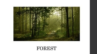 FOREST
 
