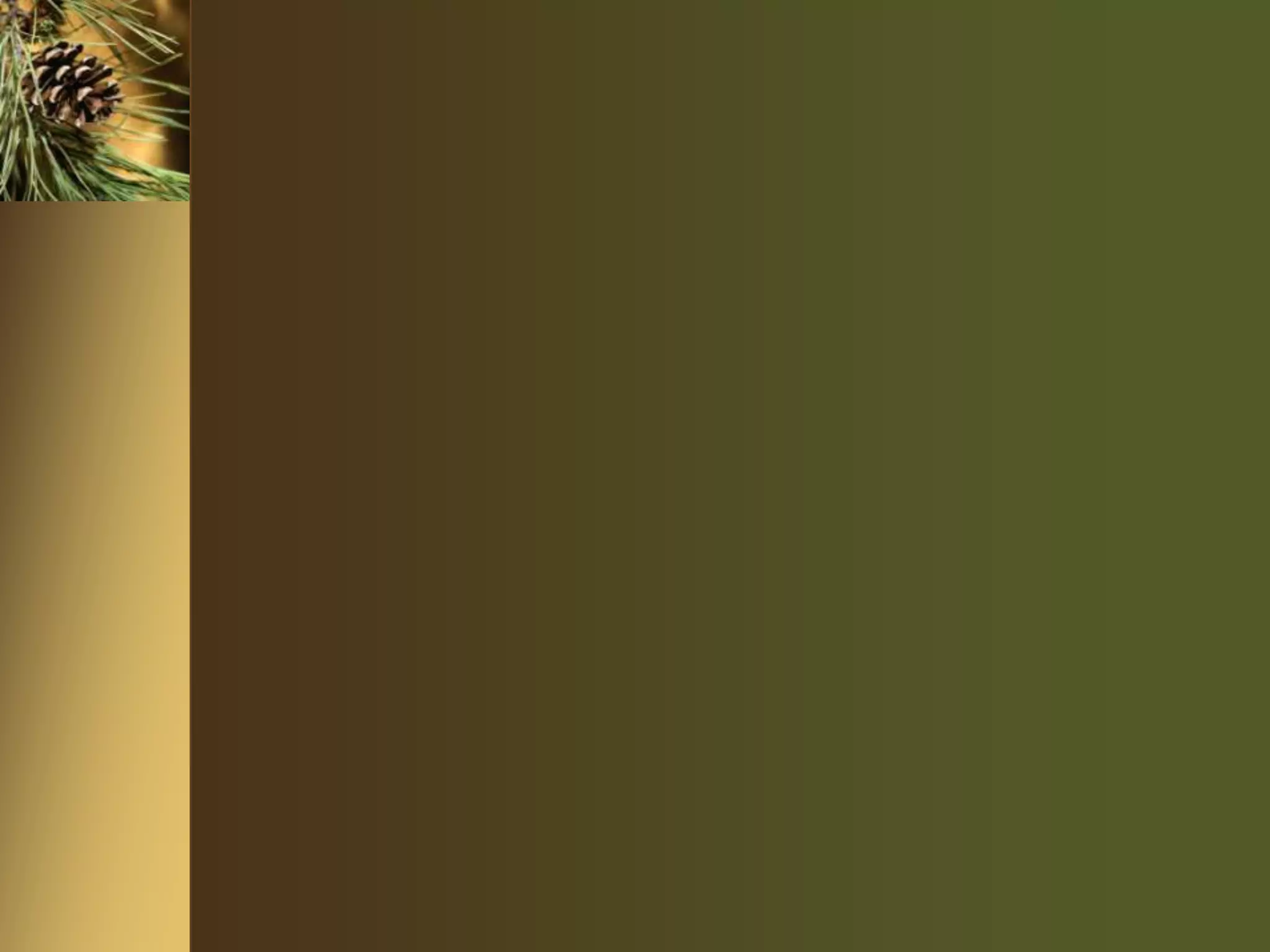 Yellow Tail National Media