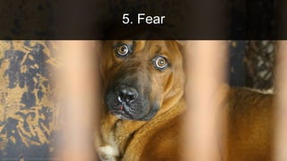 5. Fear
 