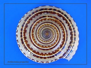 Architectonicaperspectiva