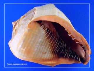 Cassismadagascariensis