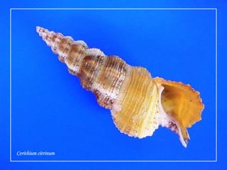 Cerithiumcitrinum