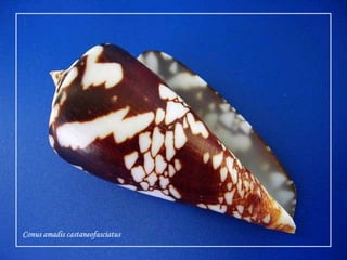 Conusamadiscastaneofasciatus