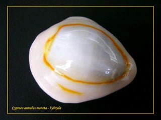 Cypraeaannulus moneta - hybryda