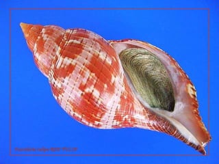 Fasciolariatulipa RED TULIP