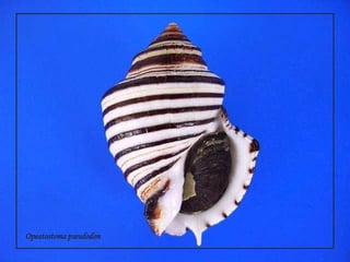 Opeatostomapseudodon