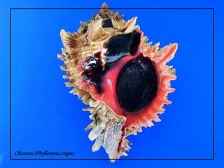 Chicoreus (Phyllonotus) regius