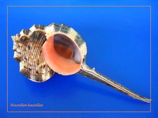 Haustellumhaustellum