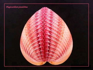 Plagiocardiumpseudolima