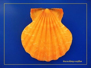 Bractechlamysvexillum